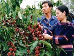 Đắk Lắk cần chú trọng phát triển các loại cây trồng chiến lược